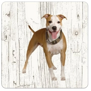 Dessous de verre en bois American Staffordshire Terrier