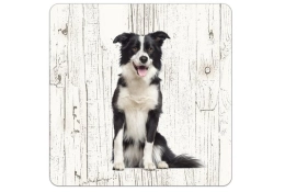 sous-verre Border Collie