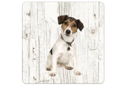 Des montagnes russes Jack Russell
