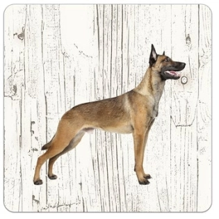 Dessous de verre en bois Berger Malinois