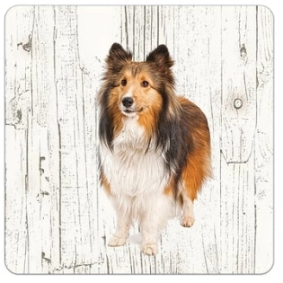 Holz-Untersetzer Schottischer Collie