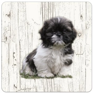 Holz-Untersetzer Shih Tzu