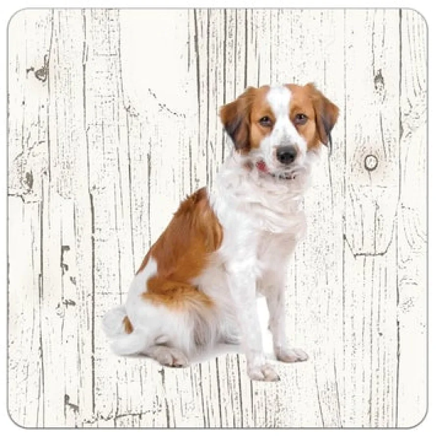 Holzuntersetzer Kooikerhondje