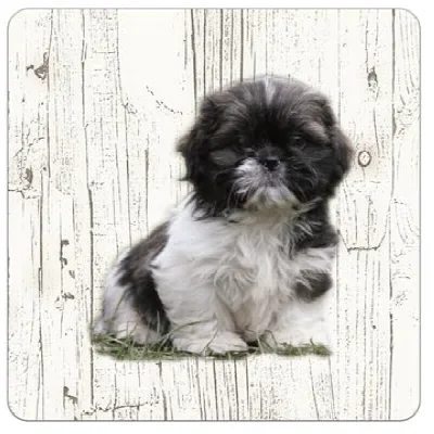 Holzuntersetzer Shih Tzu